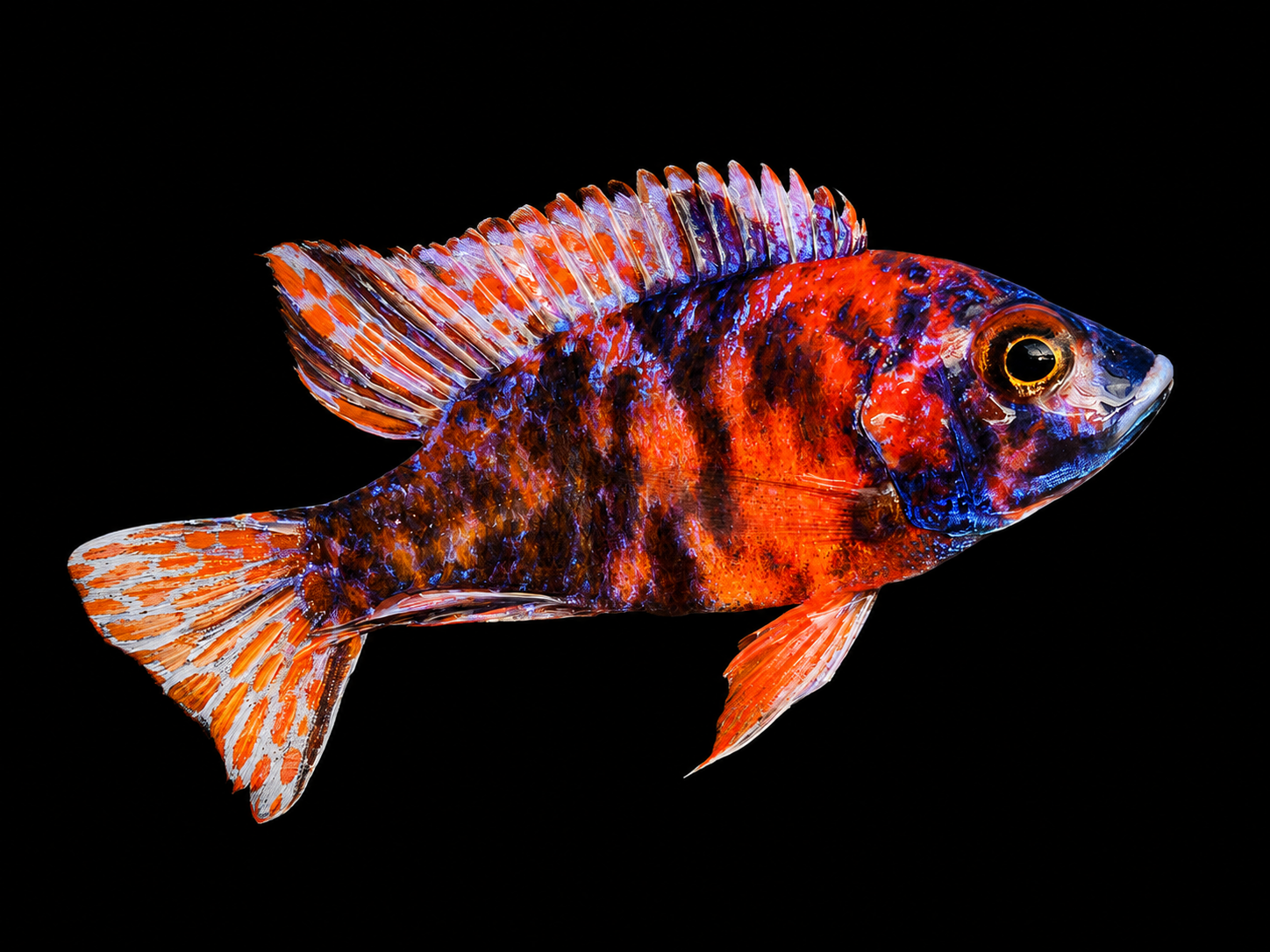 Vivid red and blue Aulonocara peacock cichlid