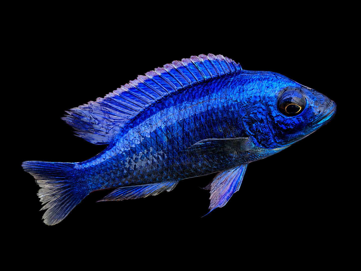 Electric blue haplochromis — actual fish from our collection