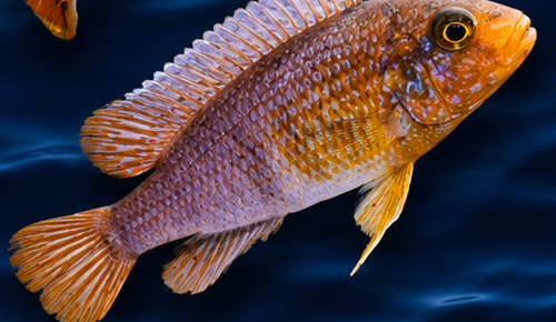 Copper aulonocara — hybrid Lake Malawi cichlid.