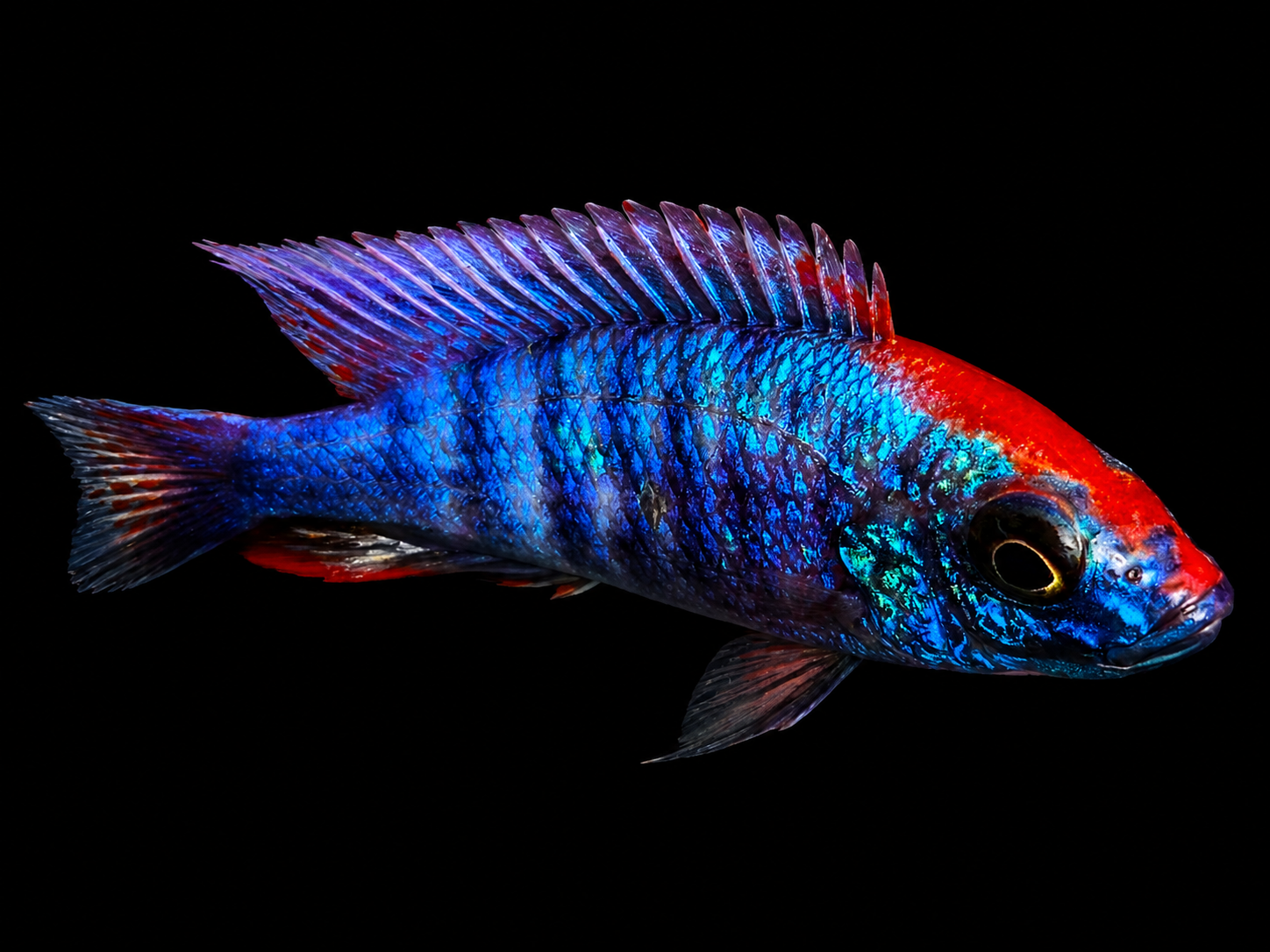 Red-cap peacock cichlid — example of in-house hybrid genetics