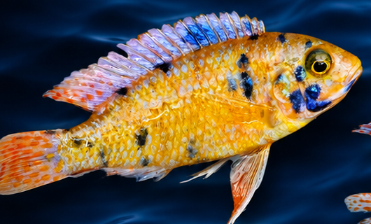 Sunburst peacock — hybrid Lake Malawi cichlid.
