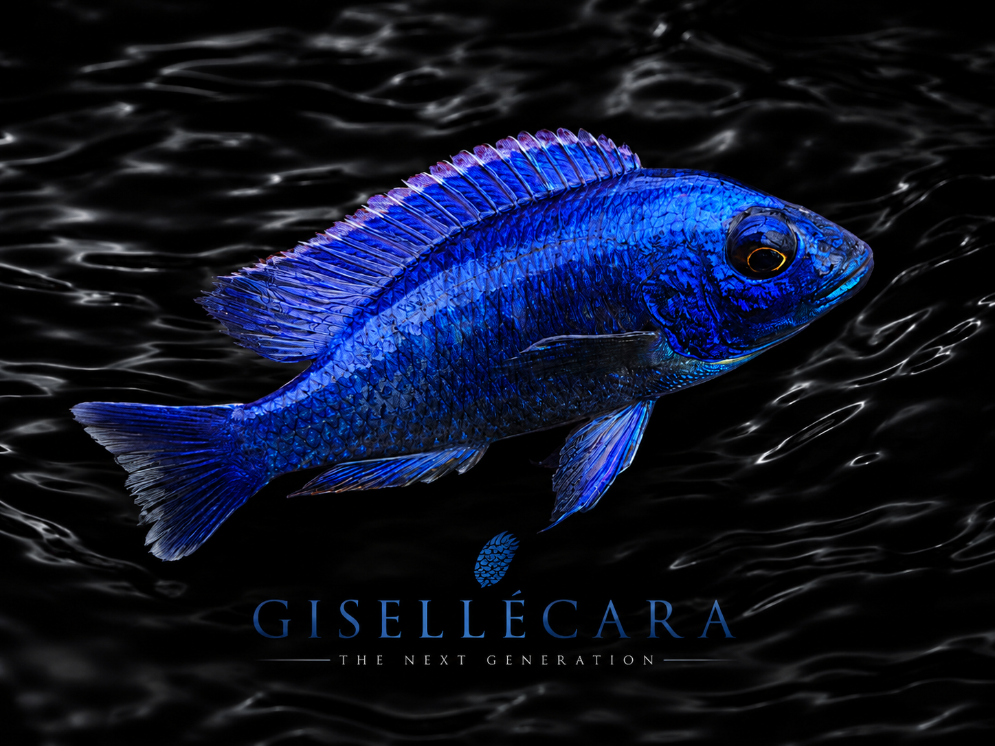 Gisellécara — deep cobalt blue Aulonocara peacock cichlid, the next generation