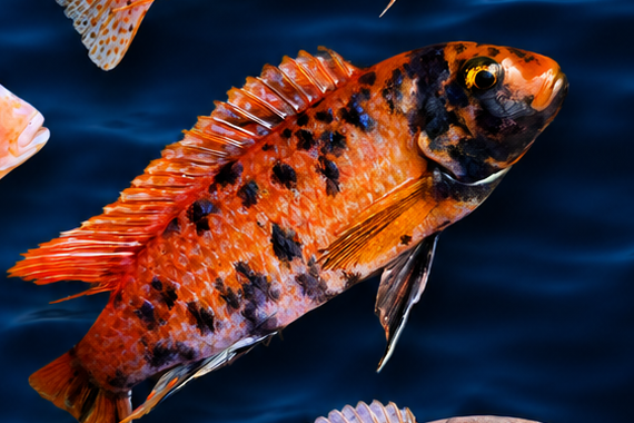 Leopard OB — hybrid Lake Malawi cichlid.