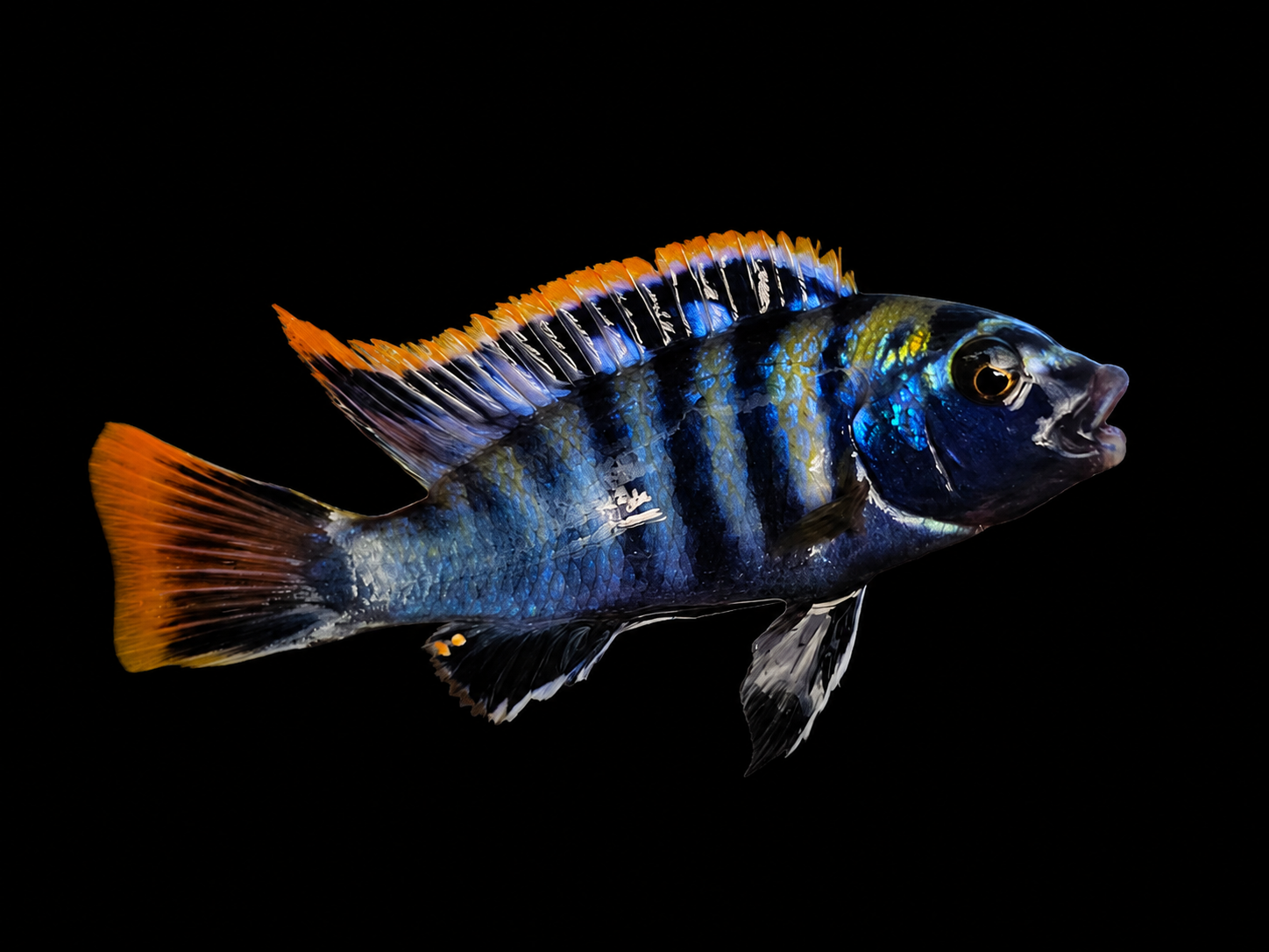 Vibrant blue and orange Mbuna cichlid from Lake Malawi