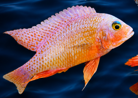 Strawberry cross — hybrid Lake Malawi cichlid.