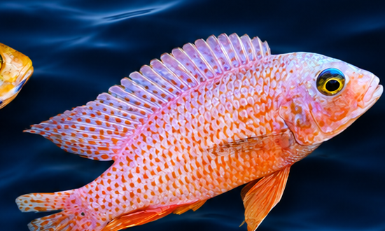 Rose haplochromis — hybrid Lake Malawi cichlid.