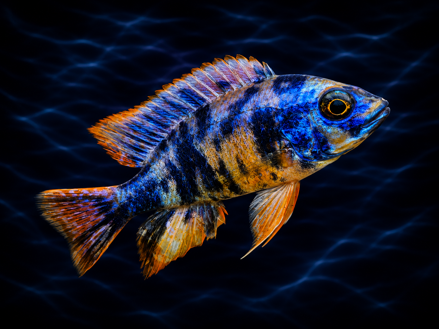 Electric OB Otter Point — hybrid African cichlid photographed against black backdrop.